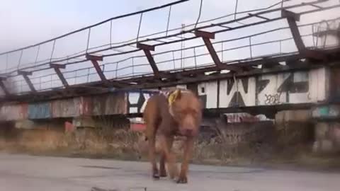 10 most dangerous dogs in the world