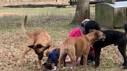 Dog sits on puppy, not peeing.