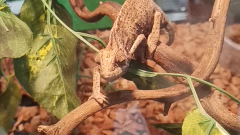 Chameleon O Chameleon
