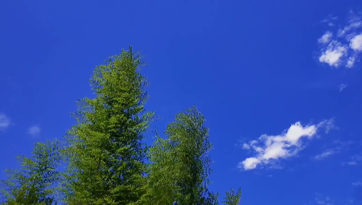 I like everything in nature except people