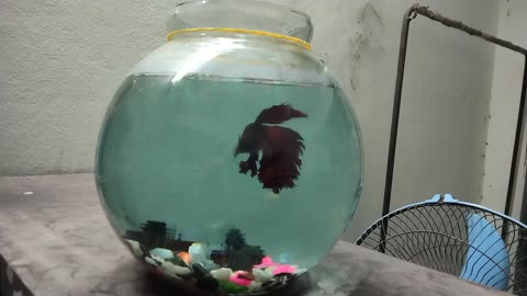 Fighter fish