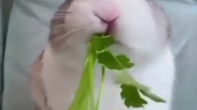 CUTE BUNNY RABBIT FUNNY VIDEO 😀