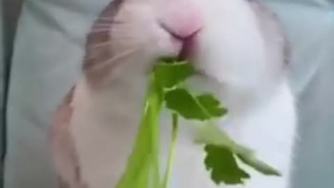 CUTE BUNNY RABBIT FUNNY VIDEO 😀