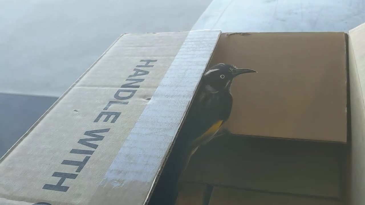 Thank you to the people of the Western Australian Birds Facebook group