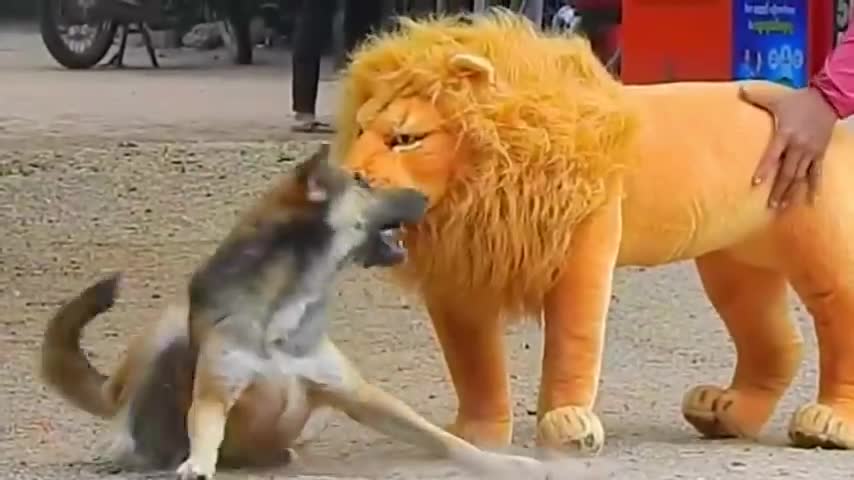 women fun time and dog entertainment funny video in beautiful environment