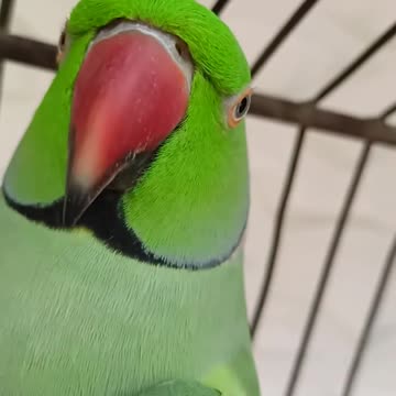 give me kiss 🥰pyara popat 😂mithu