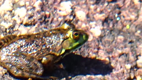 Bullfrog