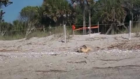 Turtle Crawls into Ocean in broad daylight