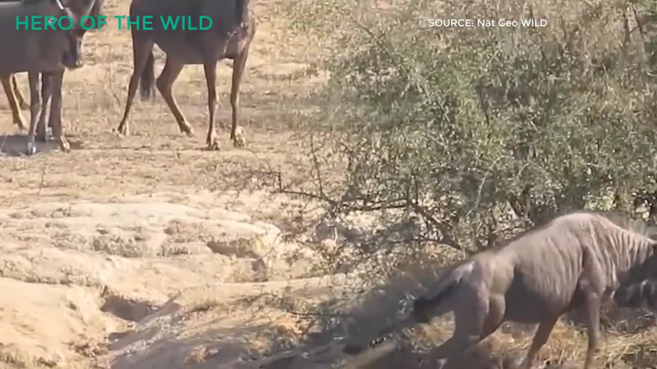 Hero of The Wild || TOP Hippo Saves Animal From Other Animal