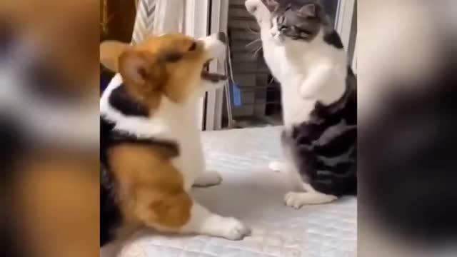 Funny cats video's