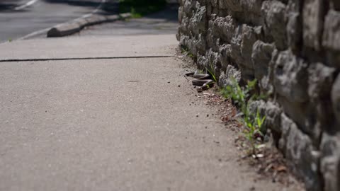 Wild snake on sidewalk slithering around