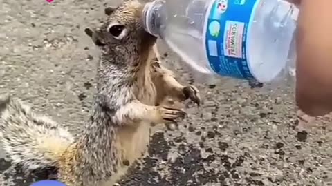 Animal new viral video
