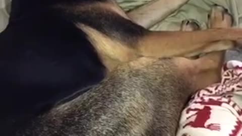 German shepherd annoyed at woken up on couch