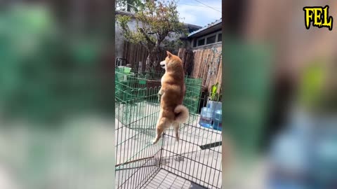 Funny animals videos 😂 Try not to laugh