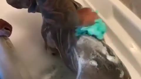 Massive pitbull enters into bath tub