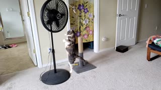 Lilly and the Auto-Toy