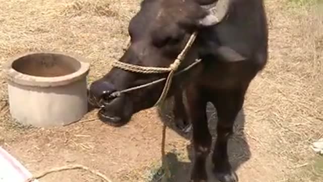 Animals Real 😹 - Best Of The 2021