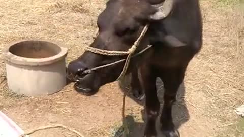Animals Real 😹 - Best Of The 2021