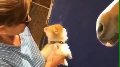 Brave puppy, not afraid of difficulties！