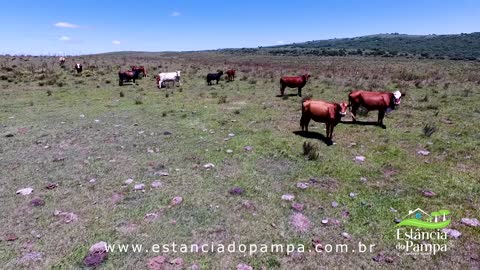 FAZENDA À VENDA NO BRASIL COM 1542 HECTARES