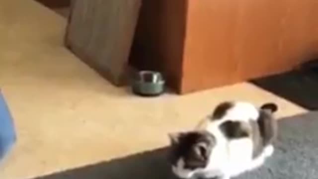Funny and Crazy Cats