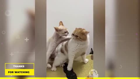 New Funny Cats and Dogs Videos - Funniest Animals 2024
