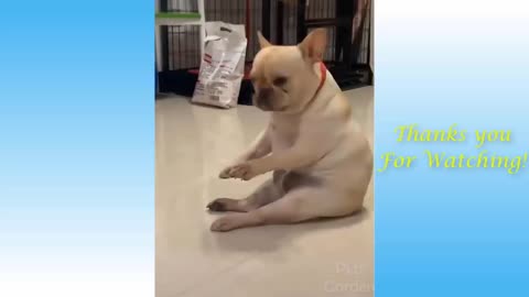 Cute cat Funny Video
