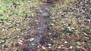 Wild Turkeys invade our farm for food!