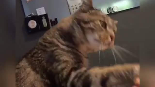 Cat hates middle finger