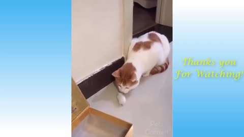 My Cat Loves Playing With Mice