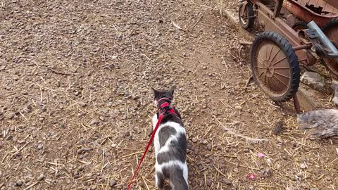 Cinder the kitten walking on a leash 2021