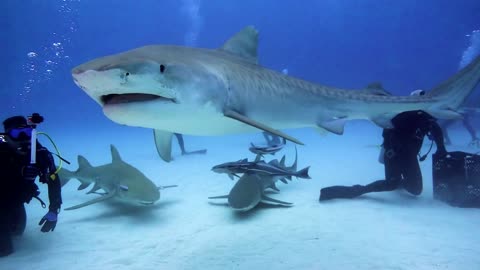 Sharks of Tiger Beach