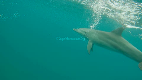 Dolphin Diary 221022