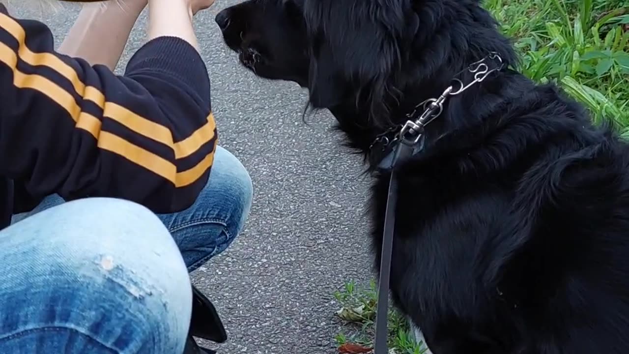 My dog eat grass