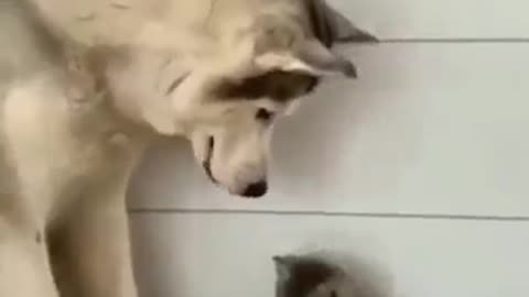 Caring and Loving Husky