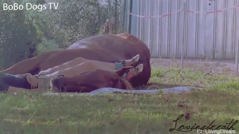 Horses showing their owners love..so cute, adorable
