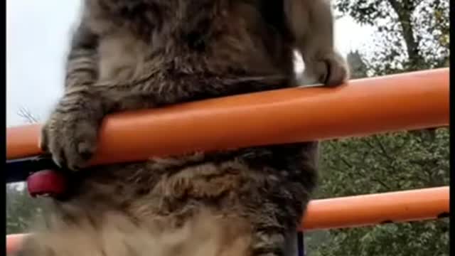Omg this cat should be soldier