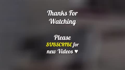 Best Funny Cat Videos