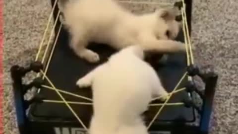 Lots of cats in the ring