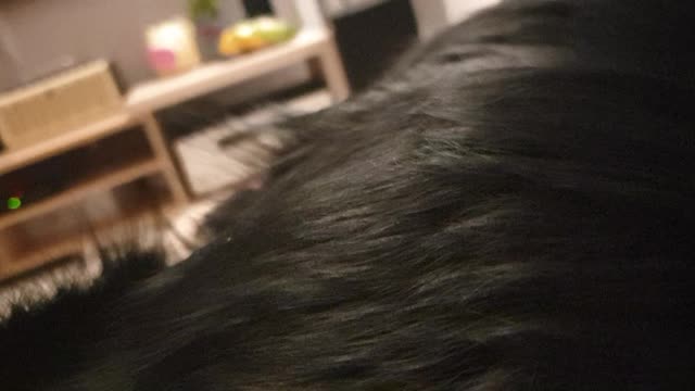 dog breathing