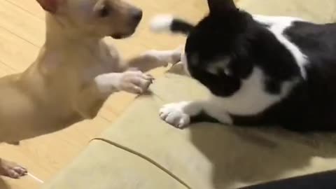 Lovely and funny cat vs dog video