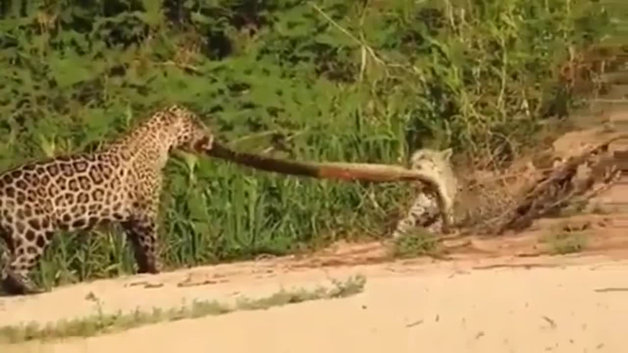 Animal fights for food and domination.