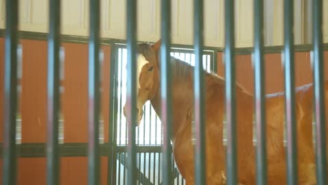 Horse Turns to Look at Camera in Barn