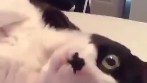 The cat singing
