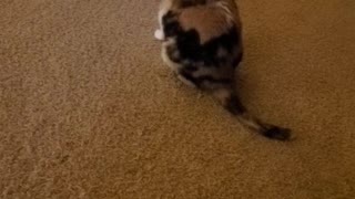 Cali cat 🐈 Good Morning