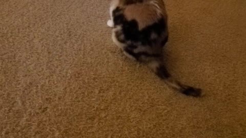 Cali cat 🐈 Good Morning