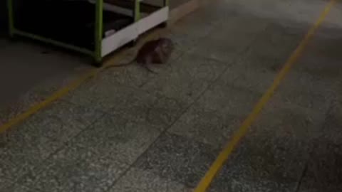 what are the other two rats doing