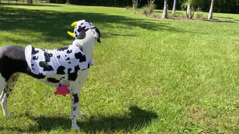 Great Danes have fun in their surf 'n turf Halloween costumes
