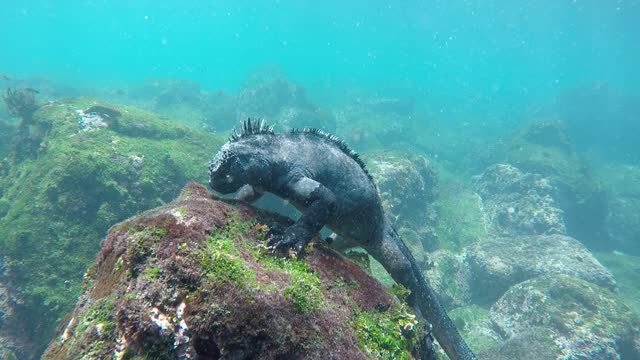 Dragons are real!
