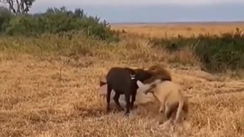 leao atacando filhote de bufalo